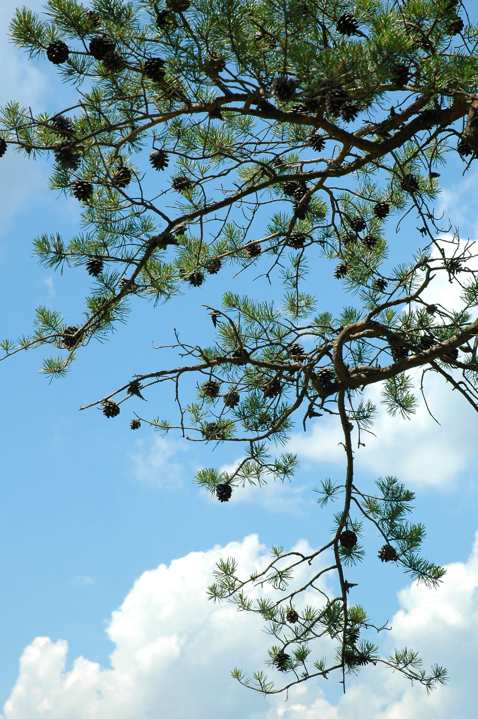 Pinecones